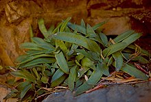 crassula brachystachya.jpg