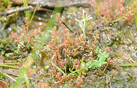 Crassula peduncularis ✓