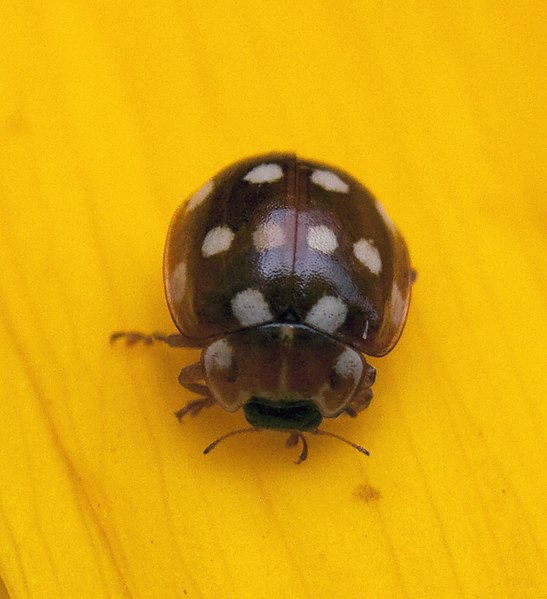 File:Cream-spot Ladybird 2 (3889975000).jpg