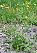 Crepis capillaris 2005.07.10 09.09.34