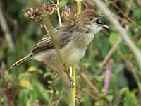 Cisticola, Croaking Cisticola natalensis