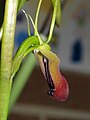 Cryptostylis subulata