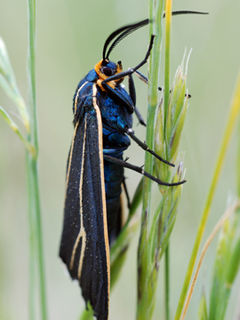 <i>Ctenucha cressonana</i> Species of moth