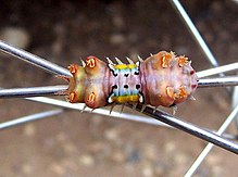 Cup moth caterpillar02.jpg