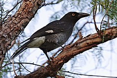 Thick-billed shrike crow (Strepera graculina)