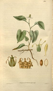 Ботаническая иллюстрация из журнала «Curtis's Botanical Magazine», 1827, vol. 54