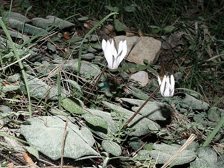 Tập_tin:Cyclamen_balearicum_Mallorca_002.jpg