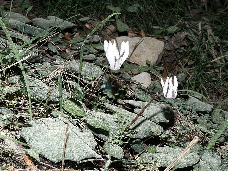 File:Cyclamen balearicum Mallorca 002.jpg