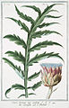 Cynara - Hortus Romanus.jpg