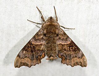 <i>Cypoides chinensis</i> Species of moth