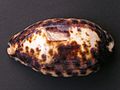 Muszla porcelanki Chelycypraea testudinaria