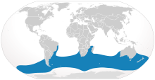 Ципрон-Диапазон Eubalaena australis.svg