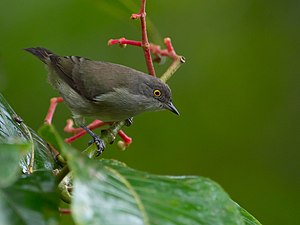 Dacnis lineata - female.jpg