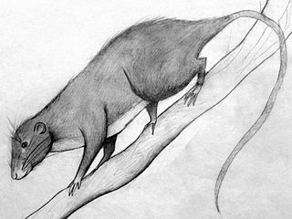 Amazon bamboo rat Species of mammal belonging to the spiny rat family of rodents