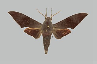 <i>Dahira svetsinjaevae</i> Species of moth