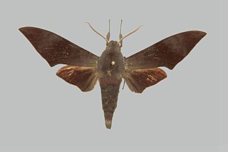 <i>Dahira svetsinjaevae</i>