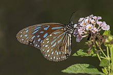 Dark blue tiger (Tirumala septentrionis) Dark blue tiger (Tirumala septentrionis septentrionis) male underside Phi Phi.jpg