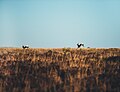 "Deer_leaping_(Unsplash).jpg" by User:Fæ