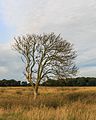 Wandeling over de Delleboersterheide.