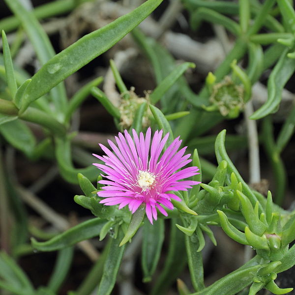 File:Delosperma lydenburgense-IMG 1608.jpg