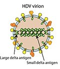 Vorschaubild für Hepatitis-D-Virus