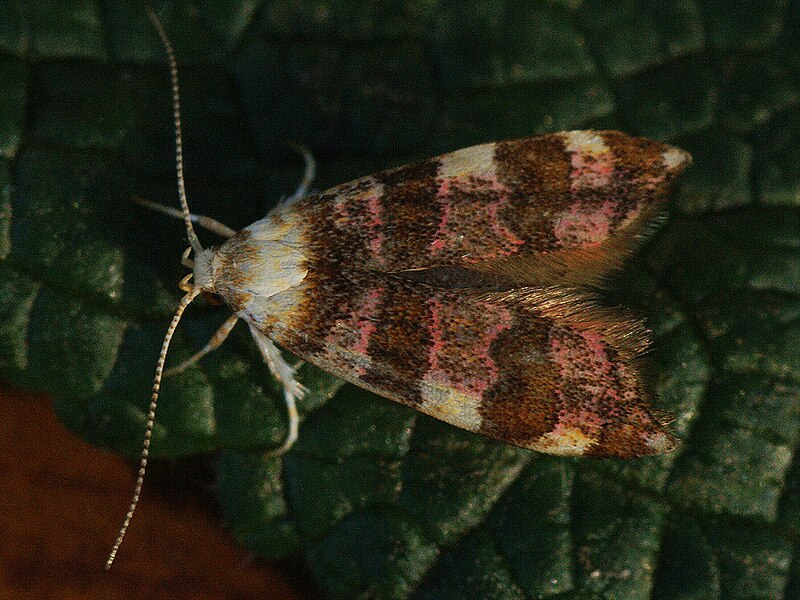 File:Deuterogonia pudorina (40271412645).jpg