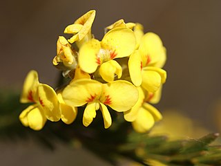 <i>Dillwynia elegans</i> Species of legume