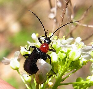 A blue-black spherical neck buck (Dinoptera collaris) on an umbelliferae.