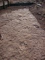 Dinosaur Tracks - panoramio - photophat.jpg