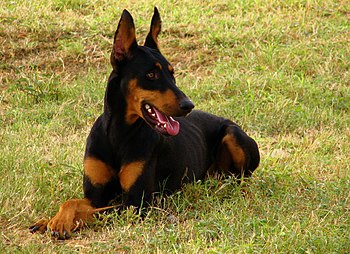 A female Doberman Pinscher.