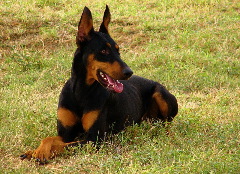 File:Doberman Pinscher down.jpg