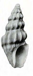 <i>Douglassia enae</i> species of mollusc