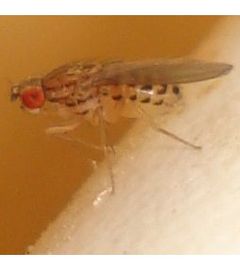 Description de l'image Drosophila busckii 01 cropped.jpg.