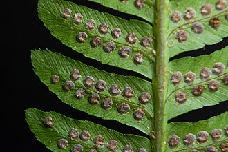 Dryopteris goldieana showing unripe sori Dryopteris goldiana7.jpg