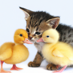 Ducklings and kittens play super cute high resulotion.png