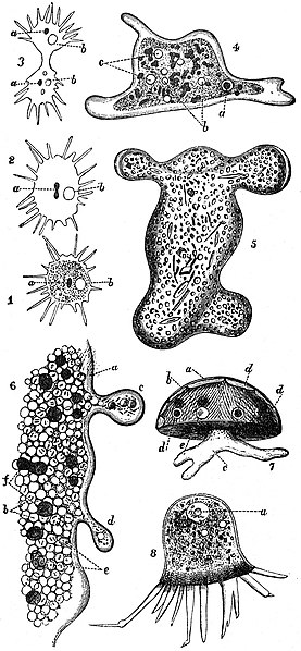 File:EB1911 Rhizopida - amoeba anatomy.jpg