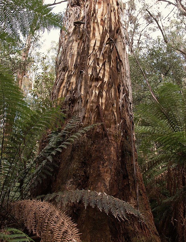 Old growth forests in East Gippsland