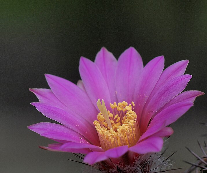 File:Echinocereus adustus SB 072 (14108973301).jpg