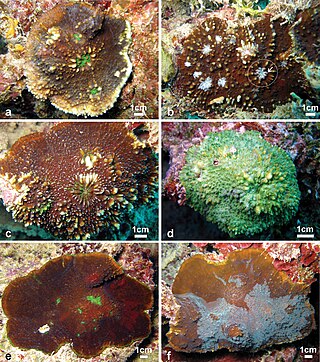 <i>Echinophyllia</i> Genus of corals