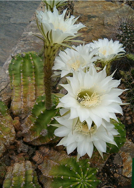 File:Echinopsis eyriesii HabitusFlowers BotGardBln0806a.jpg