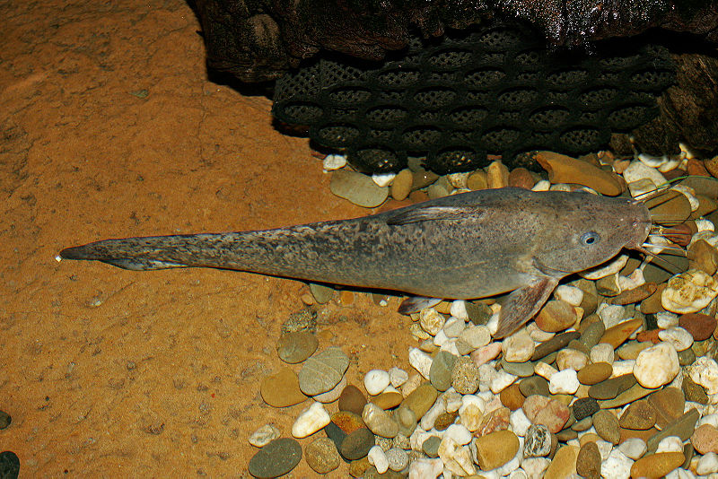 File:Eel-tail catfish.jpg