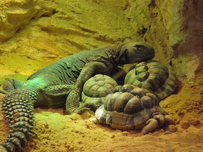 File:Egyptian Dab Lizard and Egyptian Tortoises.jpg