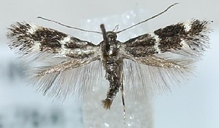 <i>Elachista elegans</i> Species of moth