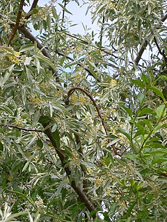 mallarĝfolia eleagno (Elaeagnus angustifolia)