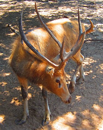 A male Pere David's deer (Elaphurus davidianus). Note the large preorbital gland extending from just below the orbit. Elaphurus davidianus at Sharkarosa Wildlife Ranch in Pilot Point, Texas.jpg