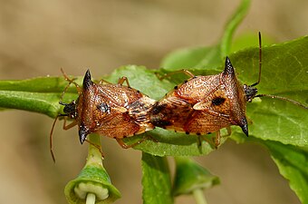 Elasmucha ferrugata in copula