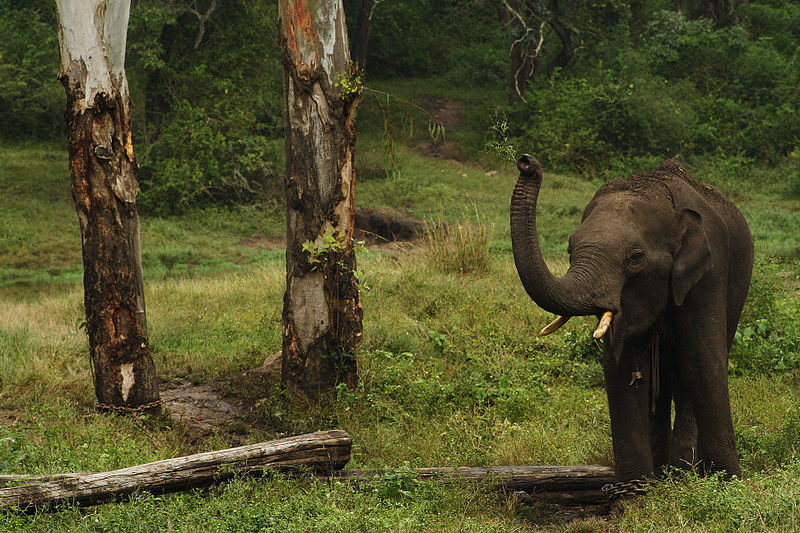 File:Elephant in Nagarhole.jpg