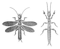 Embioptera