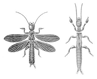 <span class="mw-page-title-main">Embiidae</span> Family of insects