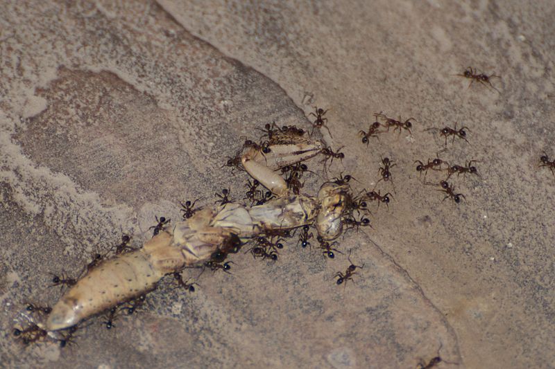 File:Enterprising ants (4570529515).jpg